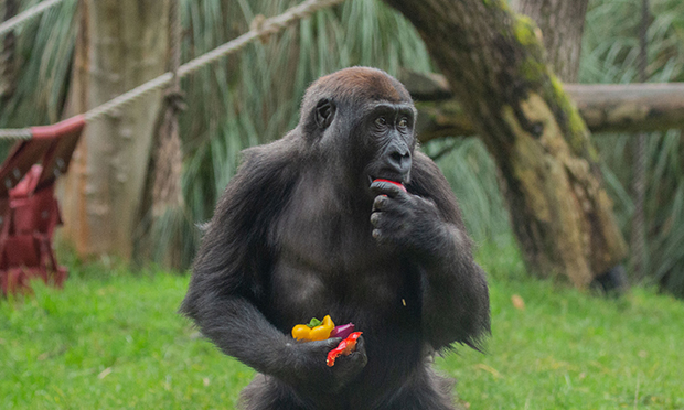 Gorillas tuck into veggie breakfast at ZSL London Zoo
