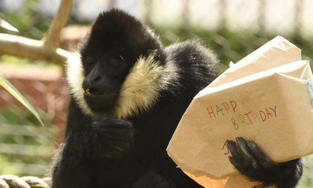 Jimmy the gibbon with presents