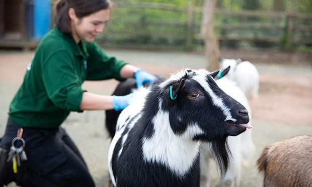 Keeper Poppy Tooth gives pygmy goats extra attention during lockdown