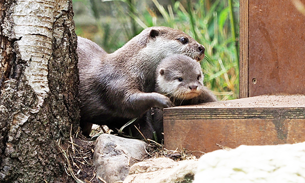 Otter pup and mum Mathilda
