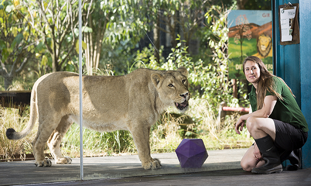 Zookeeper Kate Sanders with Asiatic lion